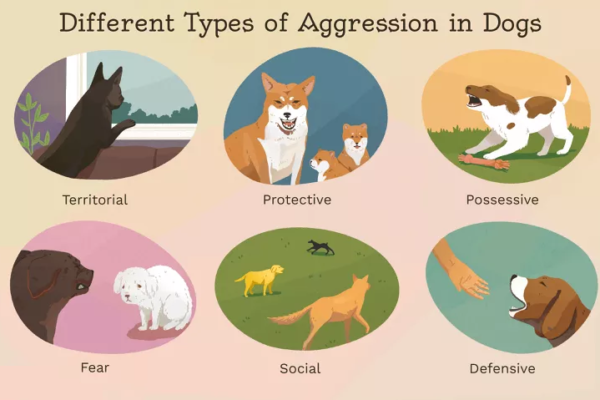 Effective Strategies for Addressing Aggression in Dogs