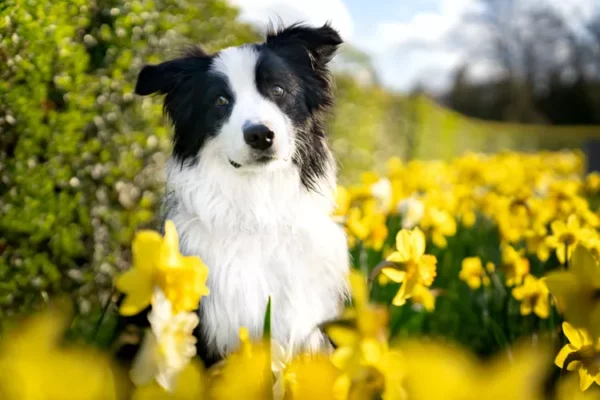 9 Essential Pet Safety Tips for Spring