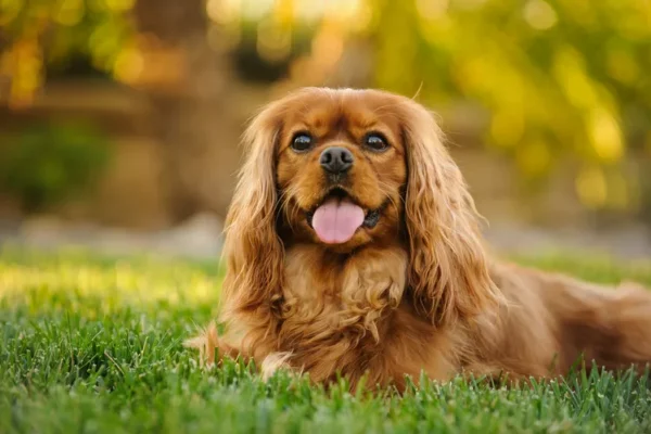 14 Spaniel Breeds Every Dog Lover Should Know