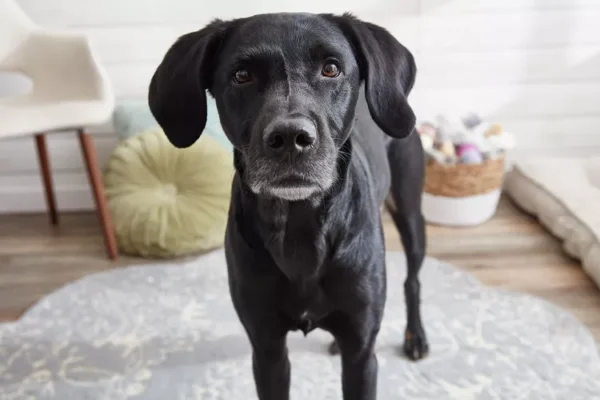 Master the Art of Reading Your Dog’s Body Language