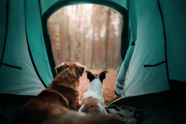 Top 7 Tips for a Successful Camping Trip with Your Dog