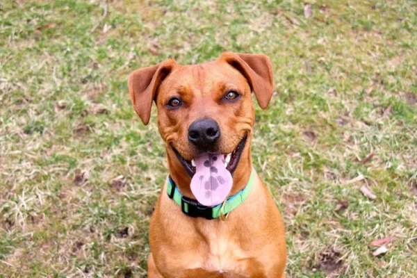 23 Dog Breeds Known for Their Robust Health and Minimal Health Issues