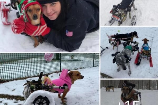 Six dogs abandoned in the freezing snow were rescued and adopted by her, giving them a fresh start and a happy life under her care.