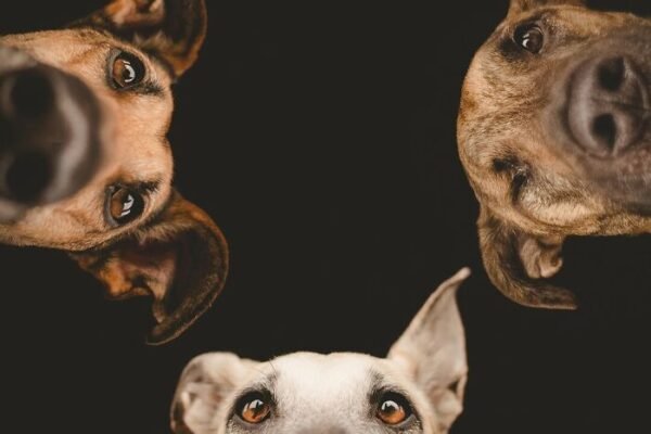 27 Captivating Dog Portraits by Elke Vogelsang Showcasing Their Unique Personalities (New Photos)