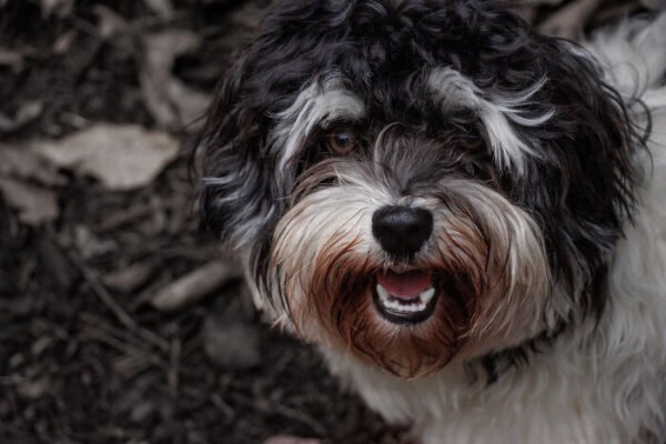 20 Photos – Why I Love Dogs: A Comparison of Humans and Canines