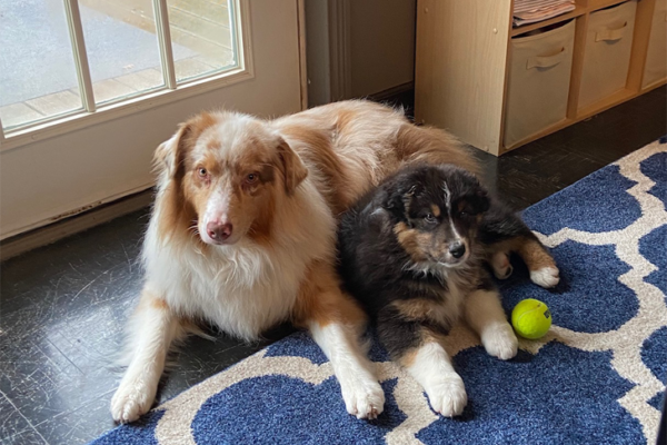 Meet “Drive”: A Dog Sport Champion and Seizure Alert Partner for His Housemate, “Torch”