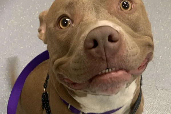 8 Dog Breeds That Are Banned or Restricted in Various Countries