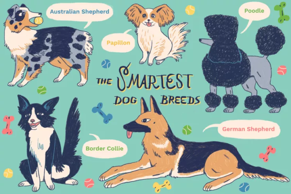 10 Most Intelligent Dog Breeds