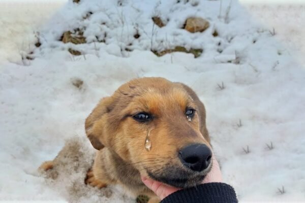 From Winter’s Chill to a Warm Embrace: A Lonely Birthday Transforms into a Heartwarming Reunion and a New Home 🎂❤️😢