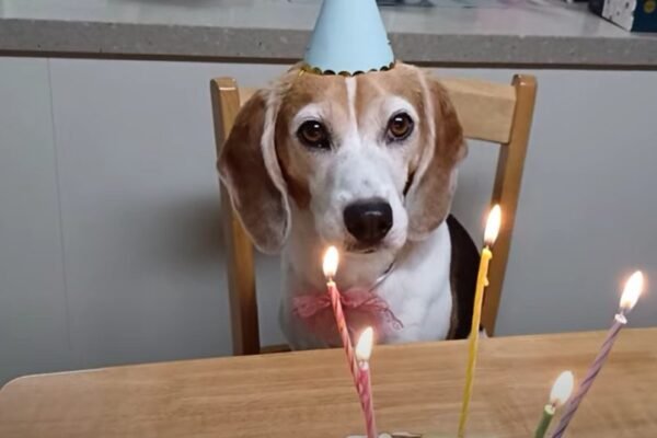 Today is my birthday, and I haven’t received any birthday wishes, which is making me feel pretty down. Do you have any suggestions for how I can lift my spirits while I’m spending the day alone?