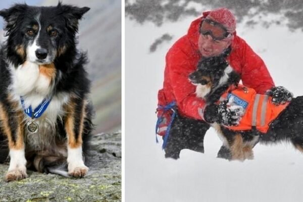 Heroic Mountain Dog Honored for Over 200 Rescues in 11 Years of Service