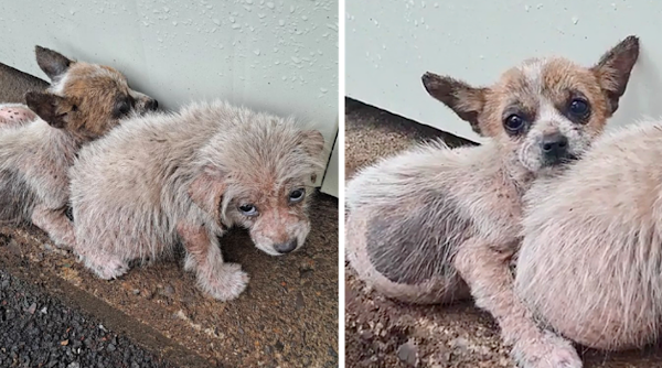 Mother Dog and Puppies Struggling with Skin Disease, Lost and Shivering on the Streets