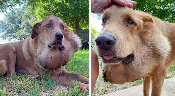 Dog with Massive Tumor Yearns for Care from Neglectful Owners