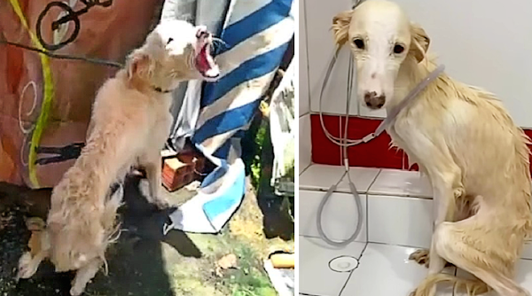 A Mother’s Protective Instinct: Dog’s Yelps Save Her Unborn Puppies