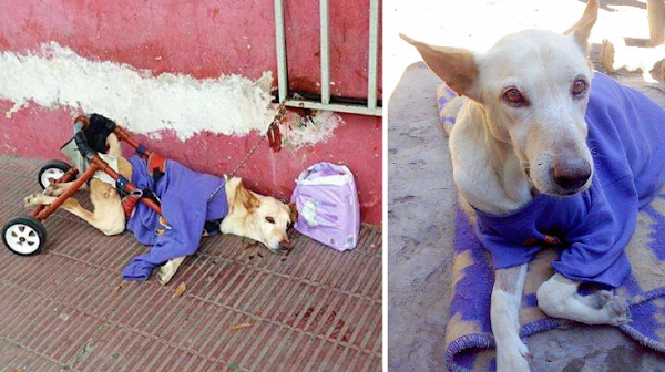 A Dog Tied in a Corner Pleads for Help with Its Hind Legs Immobilized