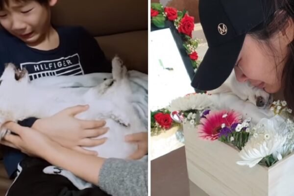 A Heartfelt Goodbye: 16-Year-Old Dog Spends Its Last Moments with Family Before Peacefully Departing