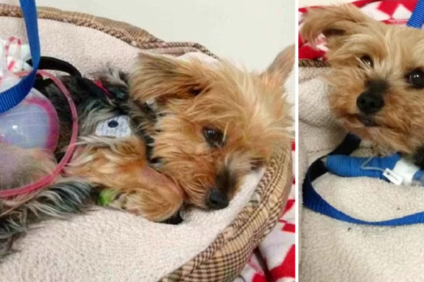 Brave Yorkie Pup Defends 10-Year-Old Owner from Coyote Attack