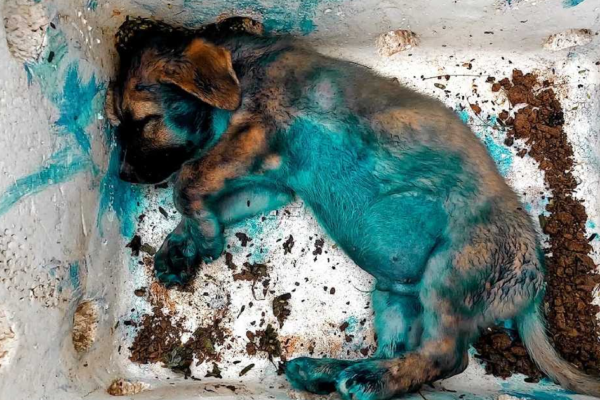 Rescued from Despair: The Inspiring Survival Journey of a Sick Puppy