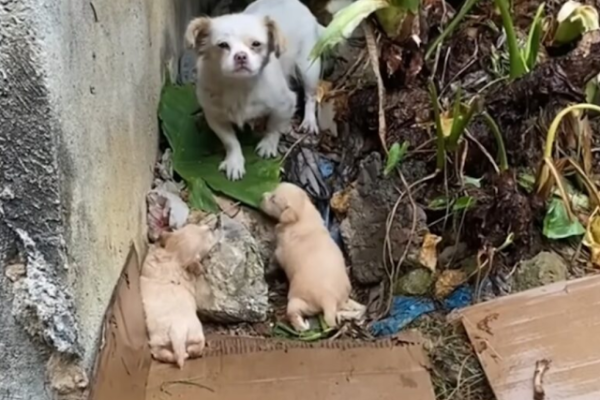 Starving Mother Dog and Her Three Puppies Seek Shelter and Support from Kind Souls