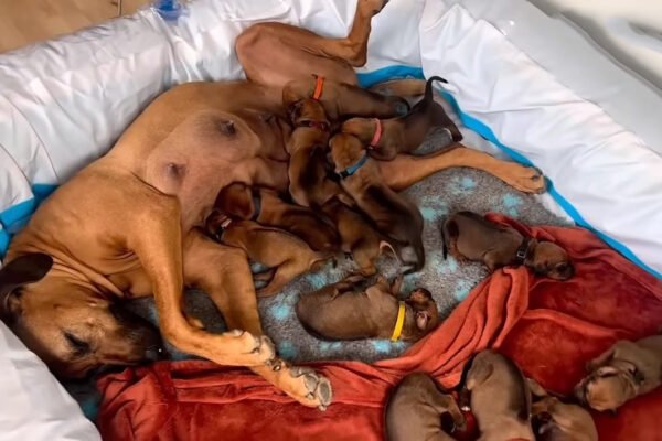 Pregnant Dog Battles a Snowstorm to Bring 15 Puppies into the World