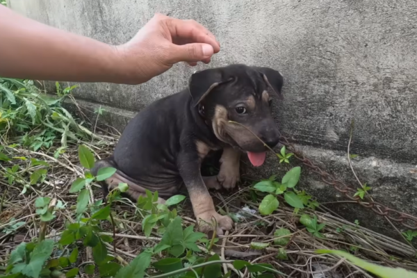 The Day He Broke Free: A Dog’s Triumph After Years in Chains