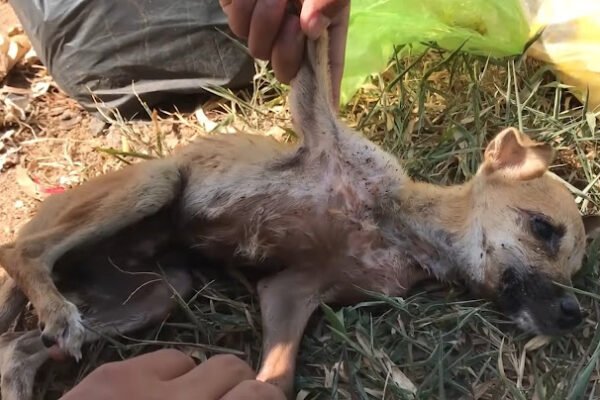The sick puppy, callously thrown in the garbage by its owner, was rescued, seen as a guardian angel for its second chance at life