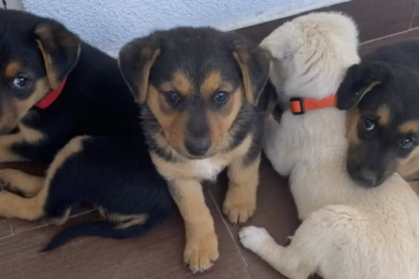 Brave Woman Saves 10 Adorable Pups from a Rocky Den