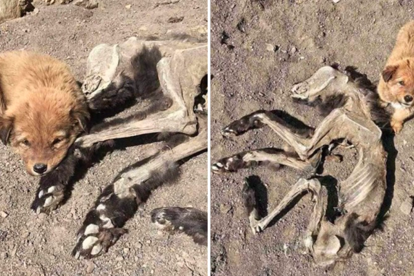 The Dog That Could Not Accept the Loss, Searching for Food Every Day for Its Deceased Mother