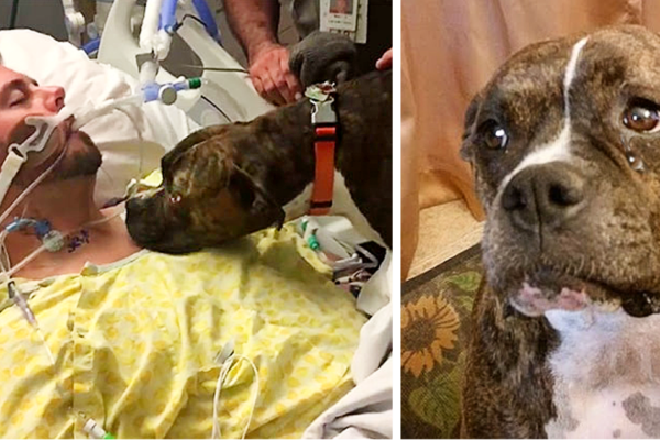 A Dog’s Touching Last Goodbye to Its Cherished Owner