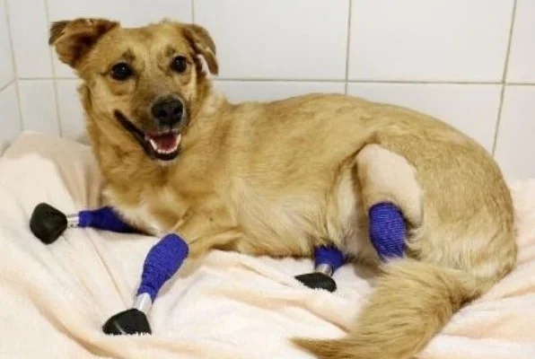 A New Lease on Life: Stray Dog Can Walk Again Thanks to Prosthetic Legs
