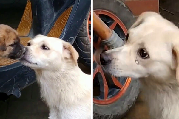 A Heartfelt Moment: The Final Goodbye Kiss from a Mother Dog That Moved Everyone