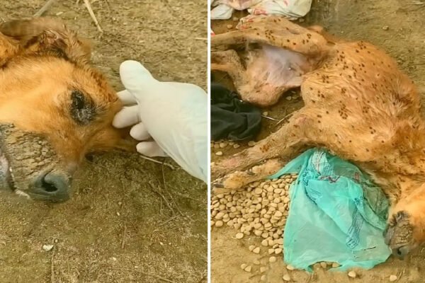 Desperate and Alone: A Dog’s Heartbreaking Ordeal in an Ant-Infested Field