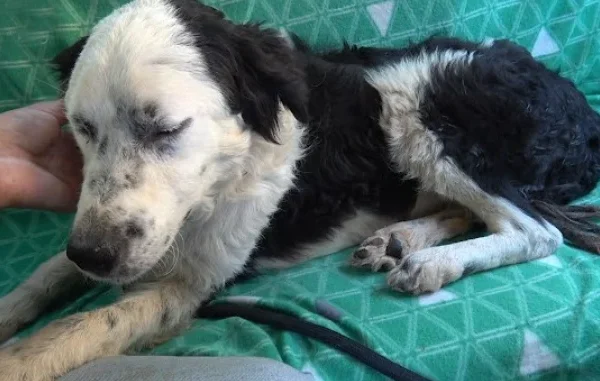 A Warm Lap and a Second Chance: Rescued Dog Finds True Comfort