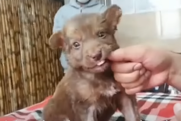 Heartbreaking of a tiny puppy can not stop screaming in pain, what happend to him
