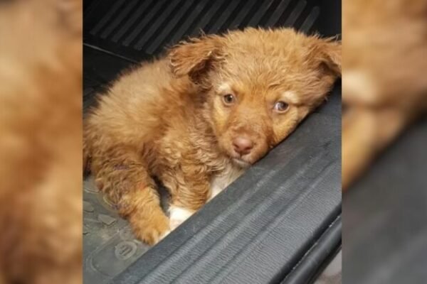 Rescuers Find A Puppy Unable To Stand, Only To Be Stunned By His Resilient Spirit