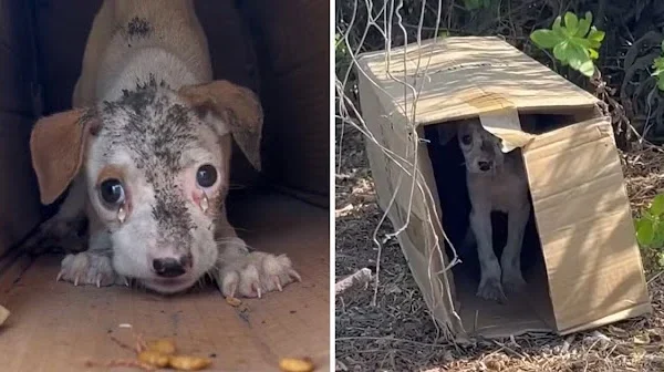 This Cardboard Shelter Is All He Has: A Homeless Puppy’s Story of Survival and Hope