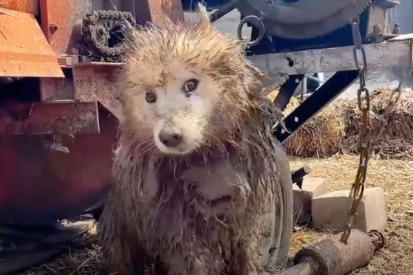 Chained by Neglect: A Dog’s Struggle to Heal After His Owner’s Imprisonment