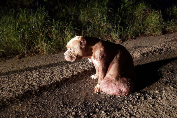 Left Behind: Tumor-Ridden Dog Begs Each Passing Car for a Second Chance