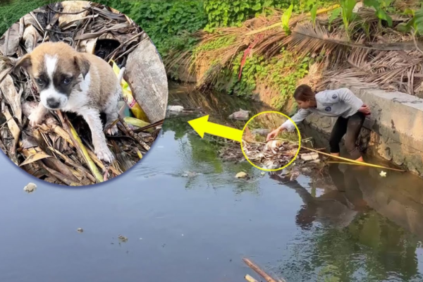 Alone in the Ditch, A Puppy’s Heartbreaking Plea for His Mother Goes Unanswered