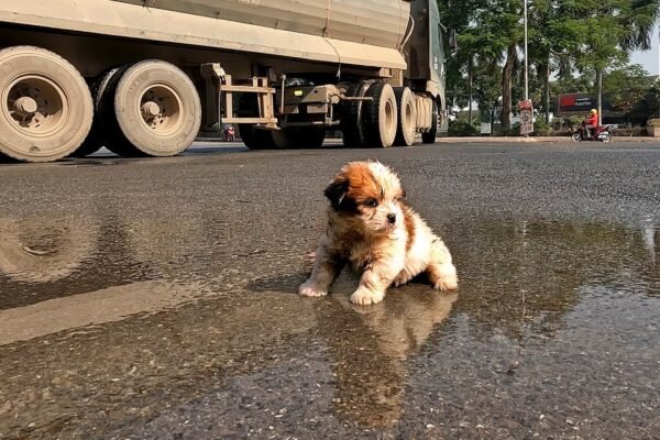 A Little Puppy’s Cry for Help as He Faces the Harsh World Alone