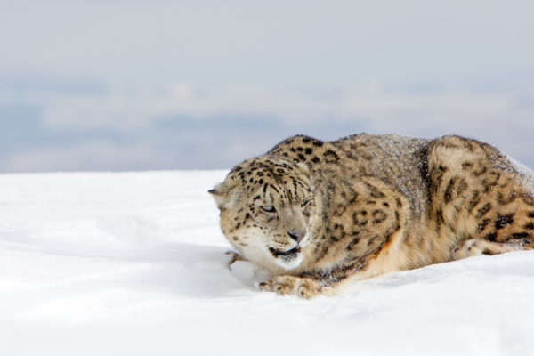 How the Snow Leopard Survives Harsh, Frigid Temperatures
