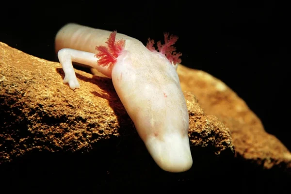 12 Animals That Can Survive Without Food the Longest