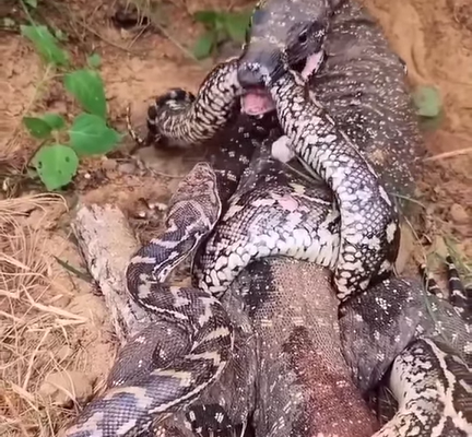 Clash of Titans: Komodo Dragon vs. Python in a Battle for Survival