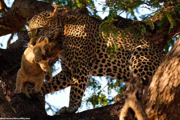 Predator vs. Predator: Leopard Risks It All to Snatch Lion Cub from Its Mother!