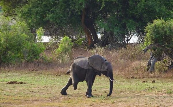 The three-legged elephant is full of energy, overcoming difficulties to survive in the natural world