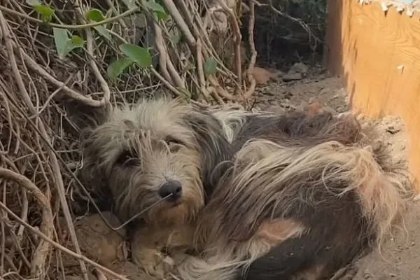 Left Behind but Still Waiting—A Loyal Dog’s Heartbreaking Vigil at Her Abandoned Home